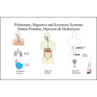 Chart: Pulmonary, Digestion & Excretion System