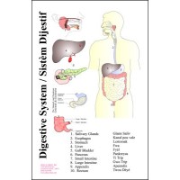 Chart: Digestive System