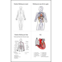 Chart: Circulatory System