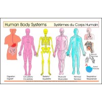 Body Systems (Inside) 6