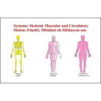 Chart: Skeletal, Muscular, Circulatory