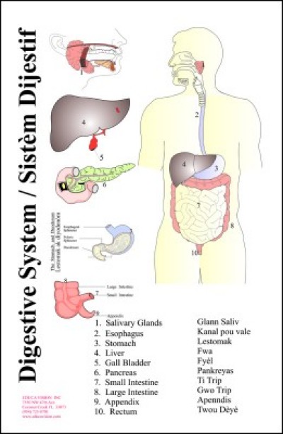 Chart: Digestive System