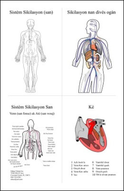 Chart: Circulatory System