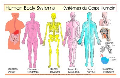 Body Systems (Inside) 6