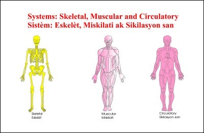 Chart: Skeletal, Muscular, Circulatory