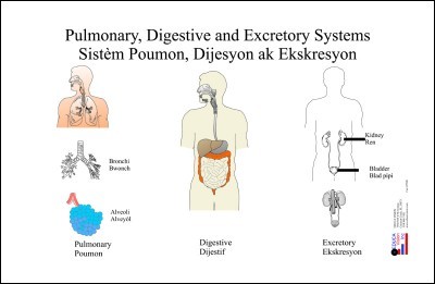 Chart: Pulmonary, Digestion & Excretion System