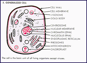 Vocabulary Flashcards (60 cards) Science Biology